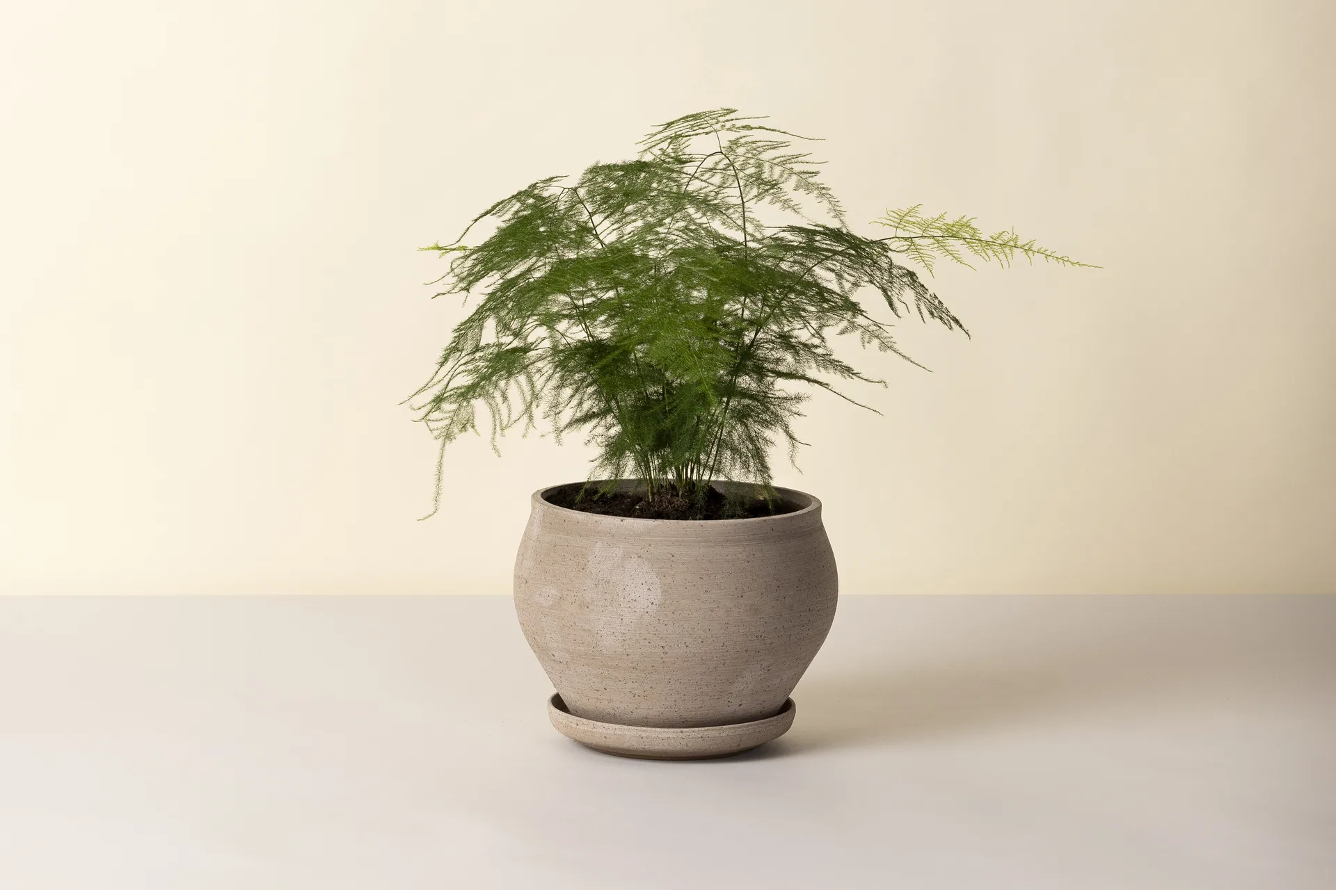 Delphi ruukku aluslautasella 2 osaa, Grey, Ø24 cm, matala Bergs Potter