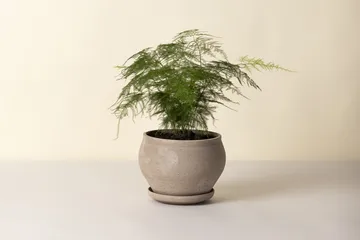 Delphi ruukku aluslautasella 2 osaa - Grey, Ø24 cm, matala - Bergs Potter