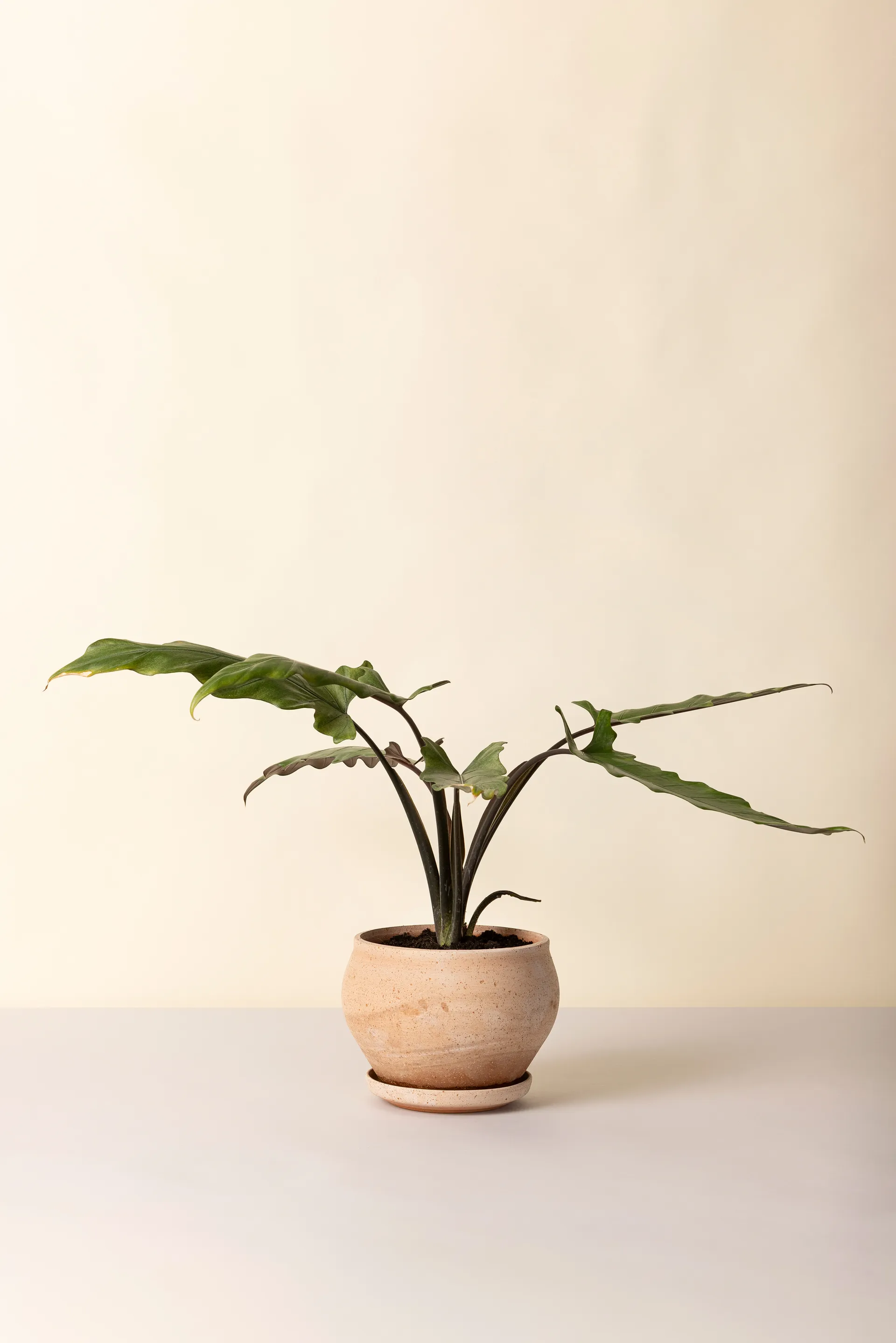 Delphi ruukku aluslautasella 2 osaa, Rosa, Ø24 cm, matala Bergs Potter