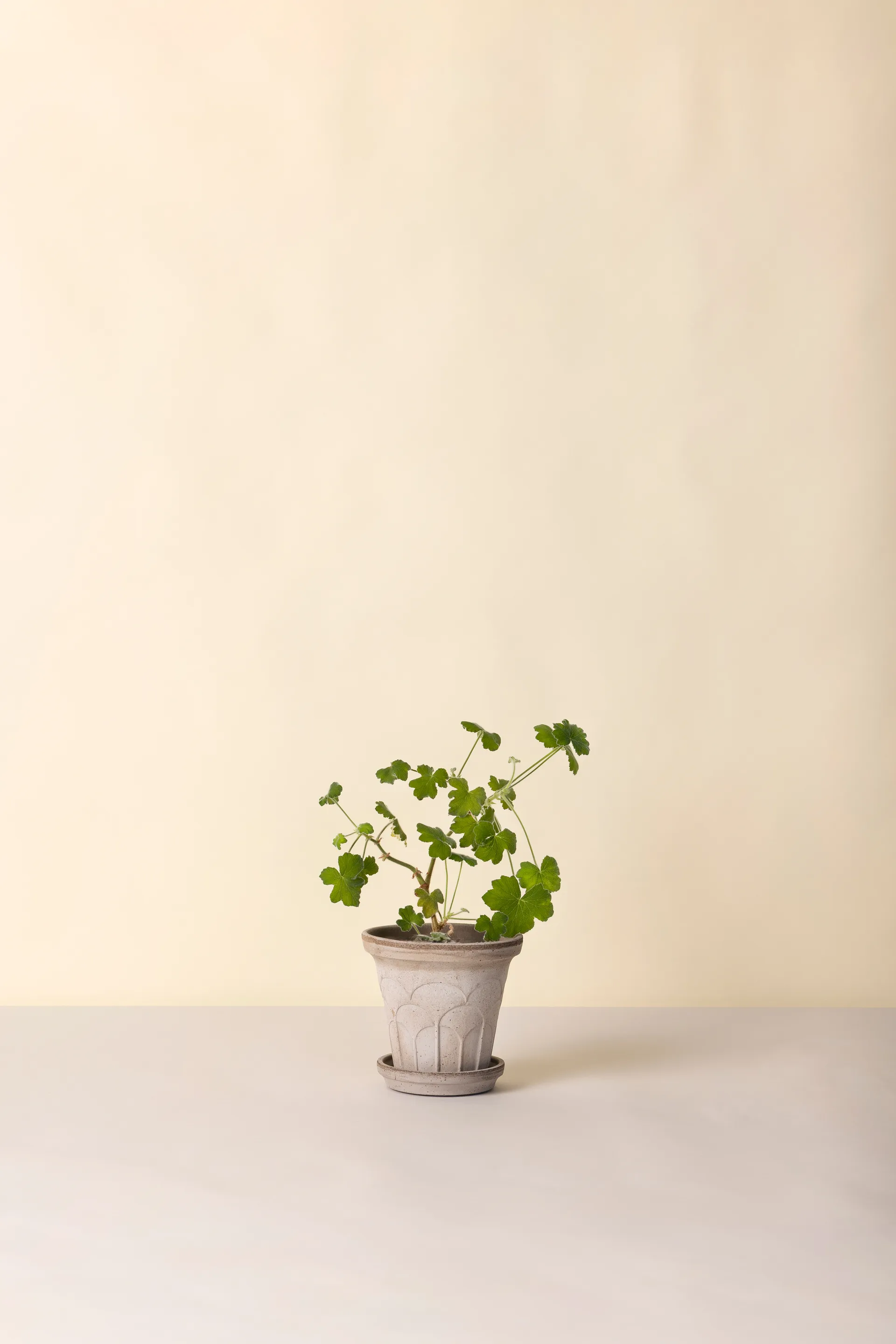 Fleur ruukku aluslautasella 2 osaa, Grey, Ø16 cm Bergs Potter