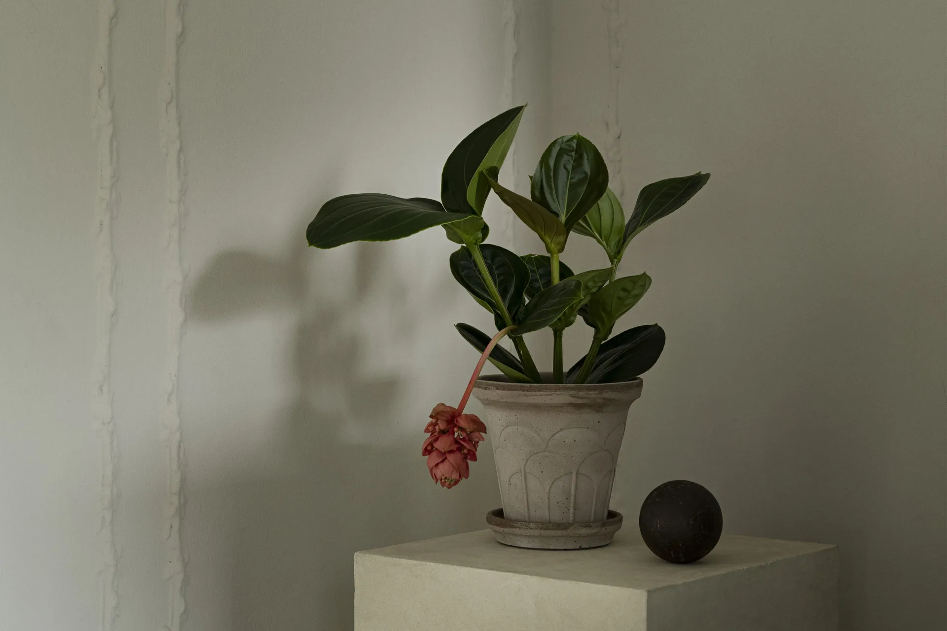 Fleur ruukku aluslautasella 2 osaa, Grey, Ø18 cm Bergs Potter