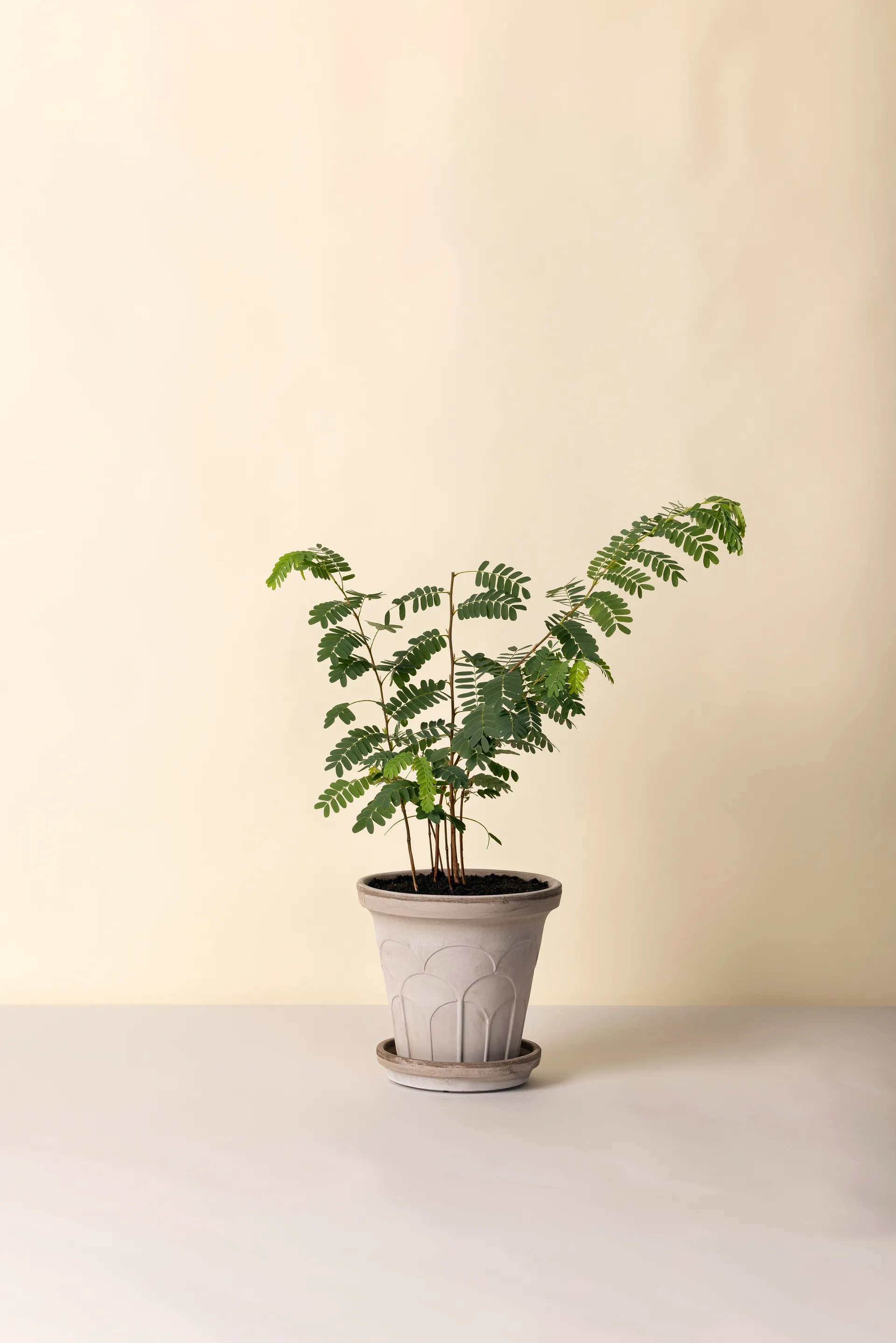 Fleur ruukku aluslautasella 2 osaa, Grey, Ø21 cm Bergs Potter