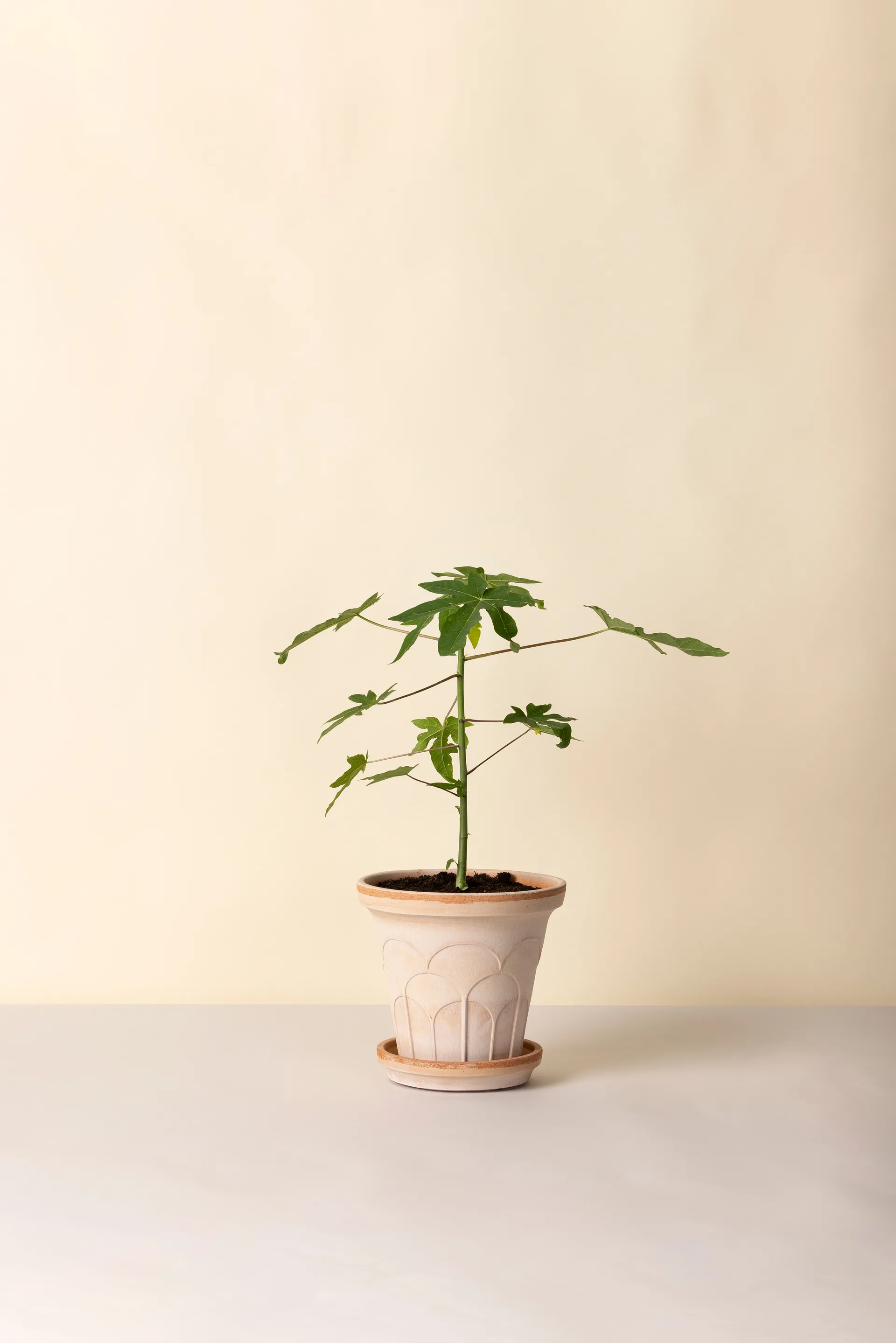 Fleur ruukku aluslautasella 2 osaa, Rosa, Ø21 cm Bergs Potter