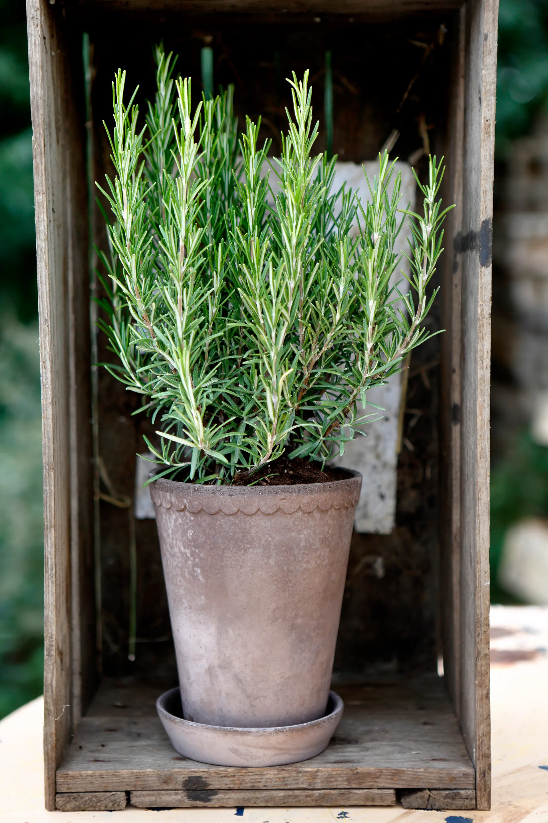 Helena ruukku korkea Ø 14 cm, Harmaa Bergs Potter