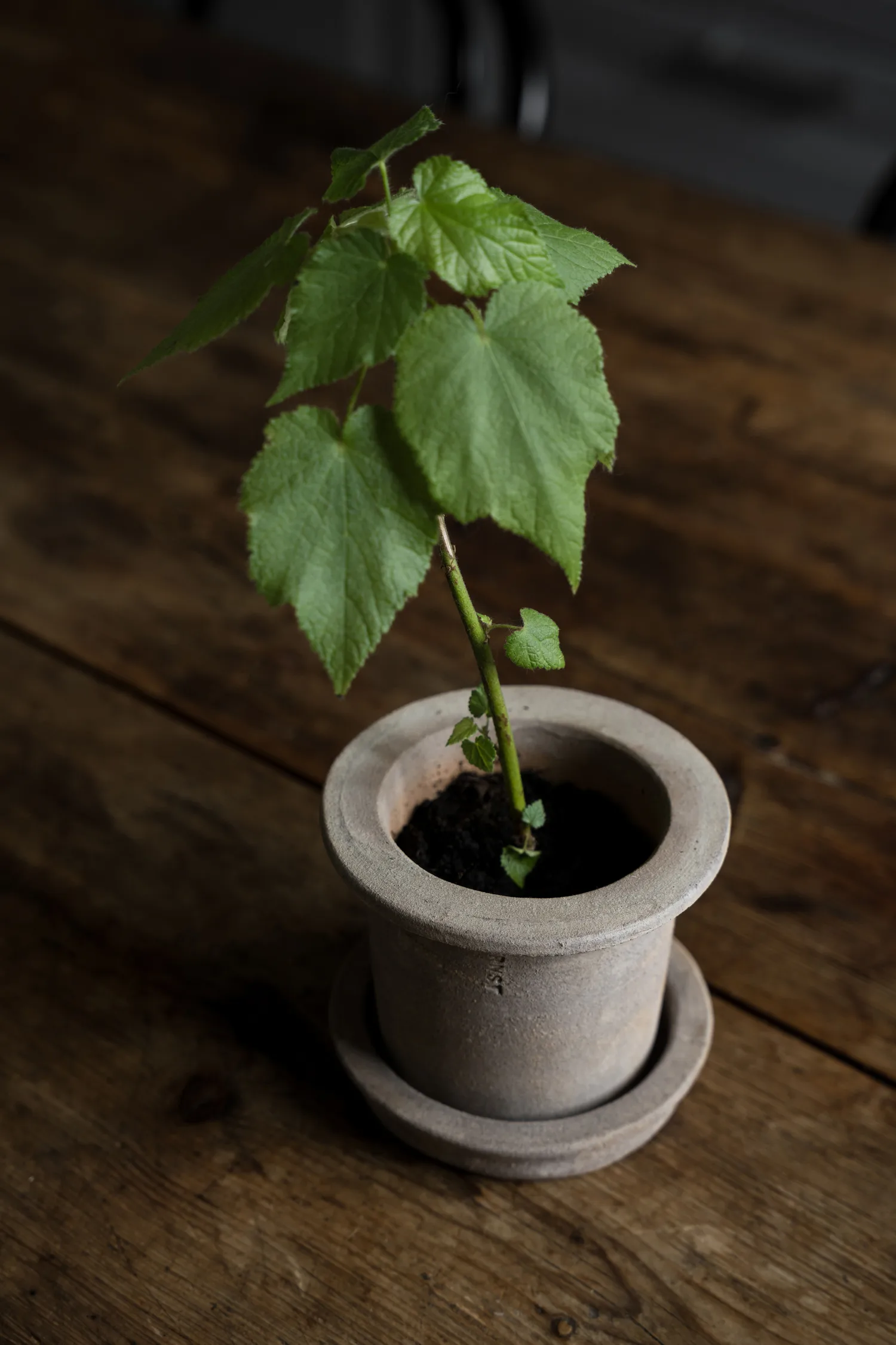 Ernst terrakottaruukku aluslautasella, Ø12×10 cm ERNST