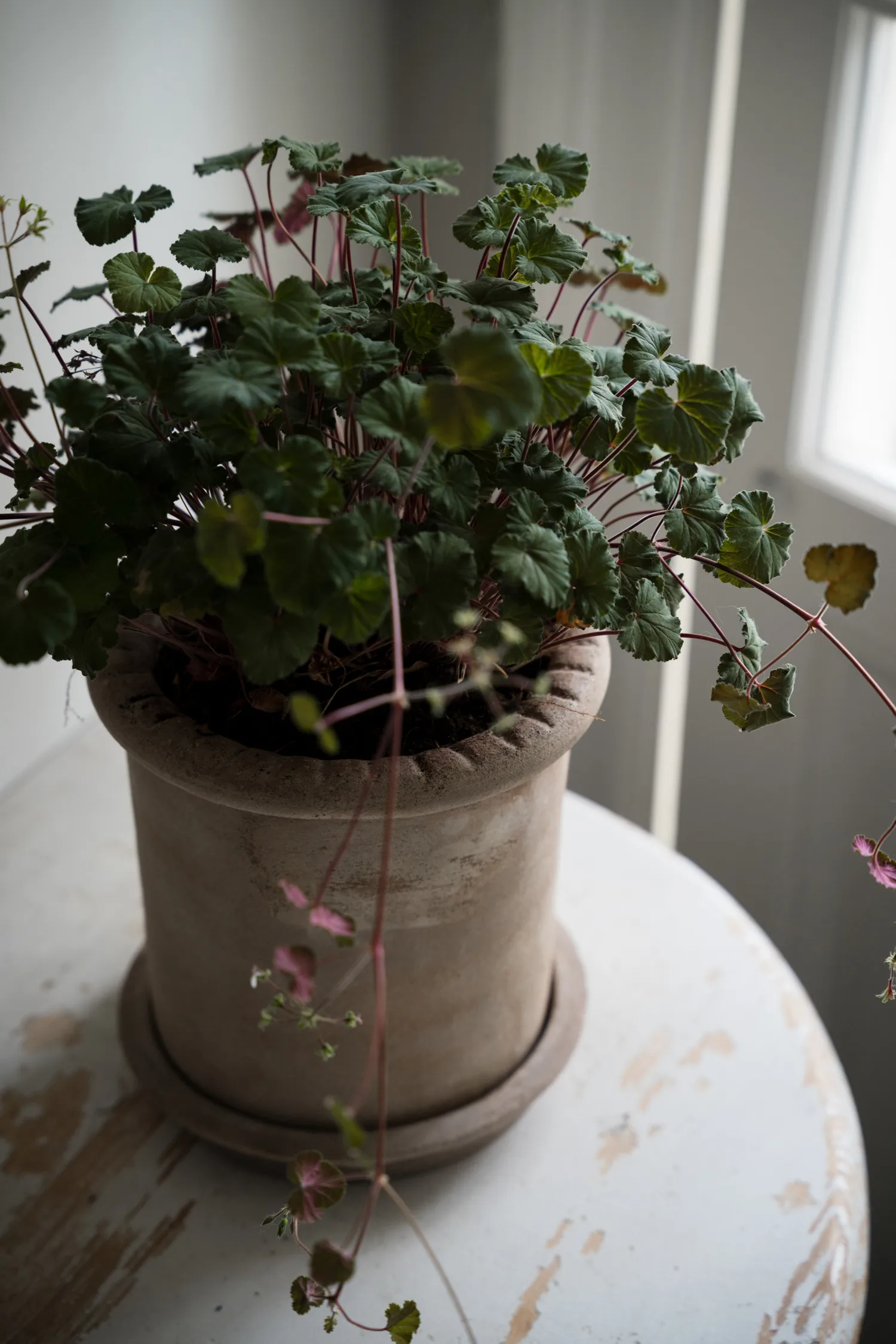 Ernst terrakottaruukku aluslautasella, Ø20×20 cm ERNST