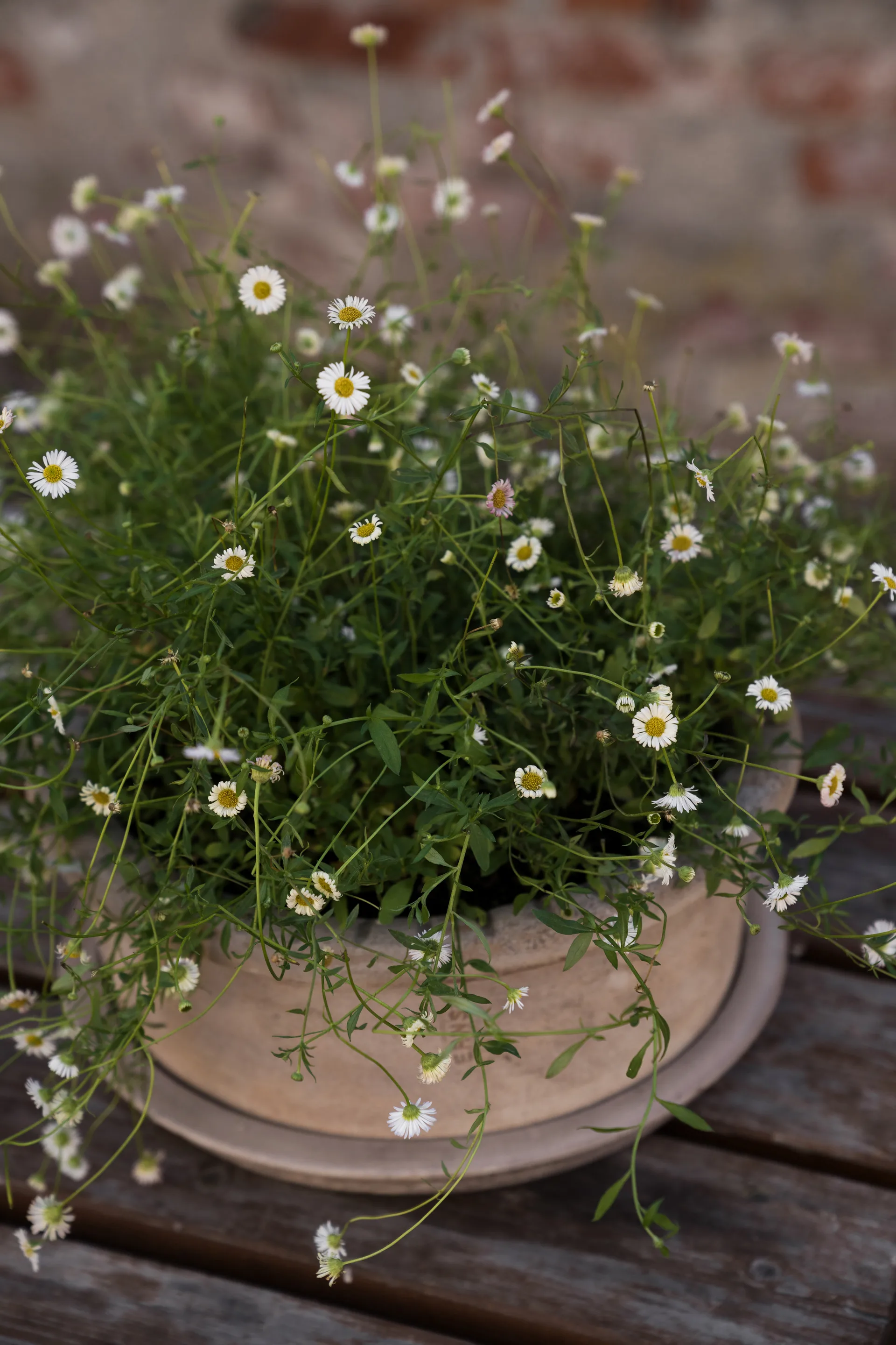 Ernst terrakottaruukku aluslautasella, Ø33×12 cm ERNST