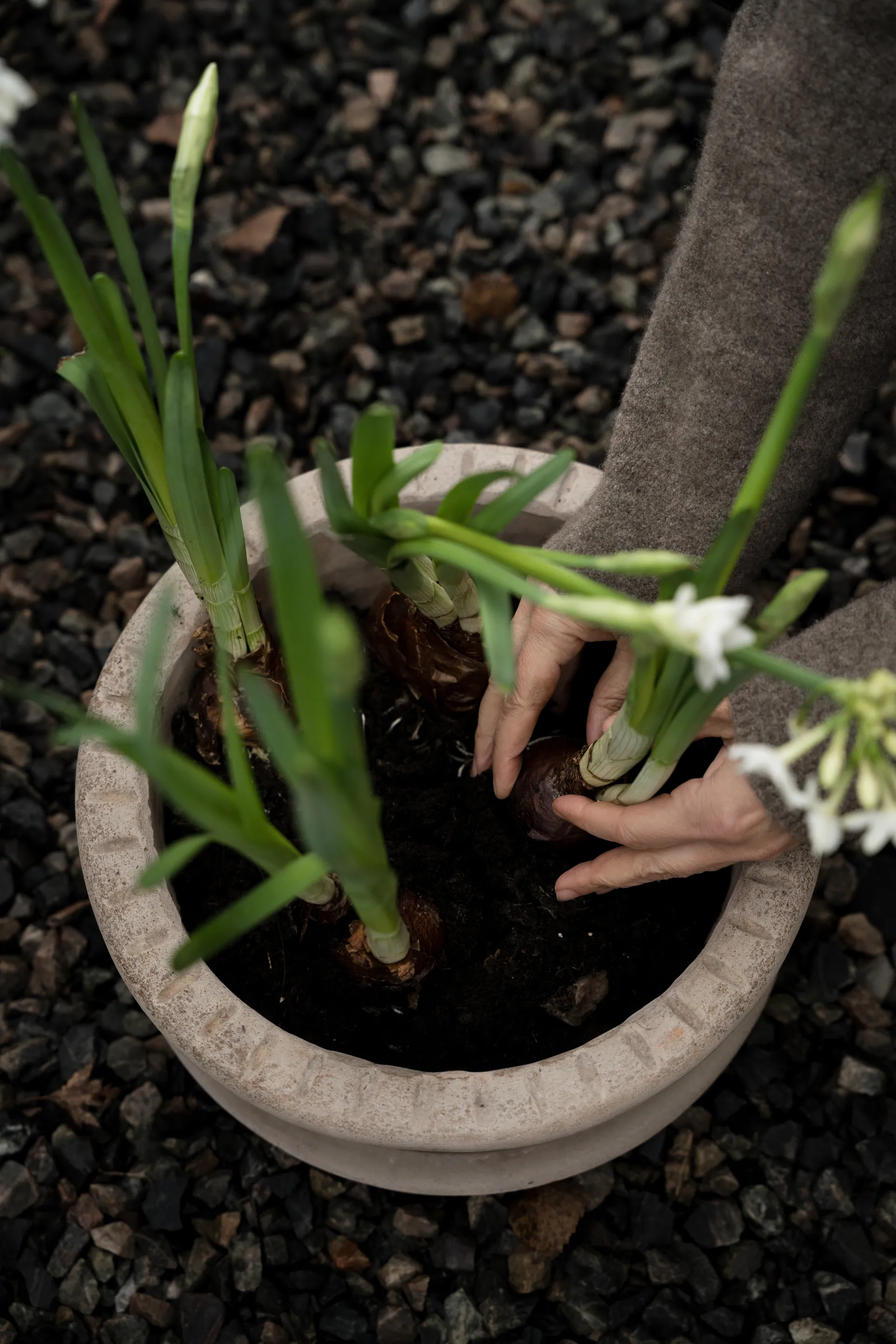 Ernst terrakottaruukku aluslautasella, Ø33×12 cm ERNST