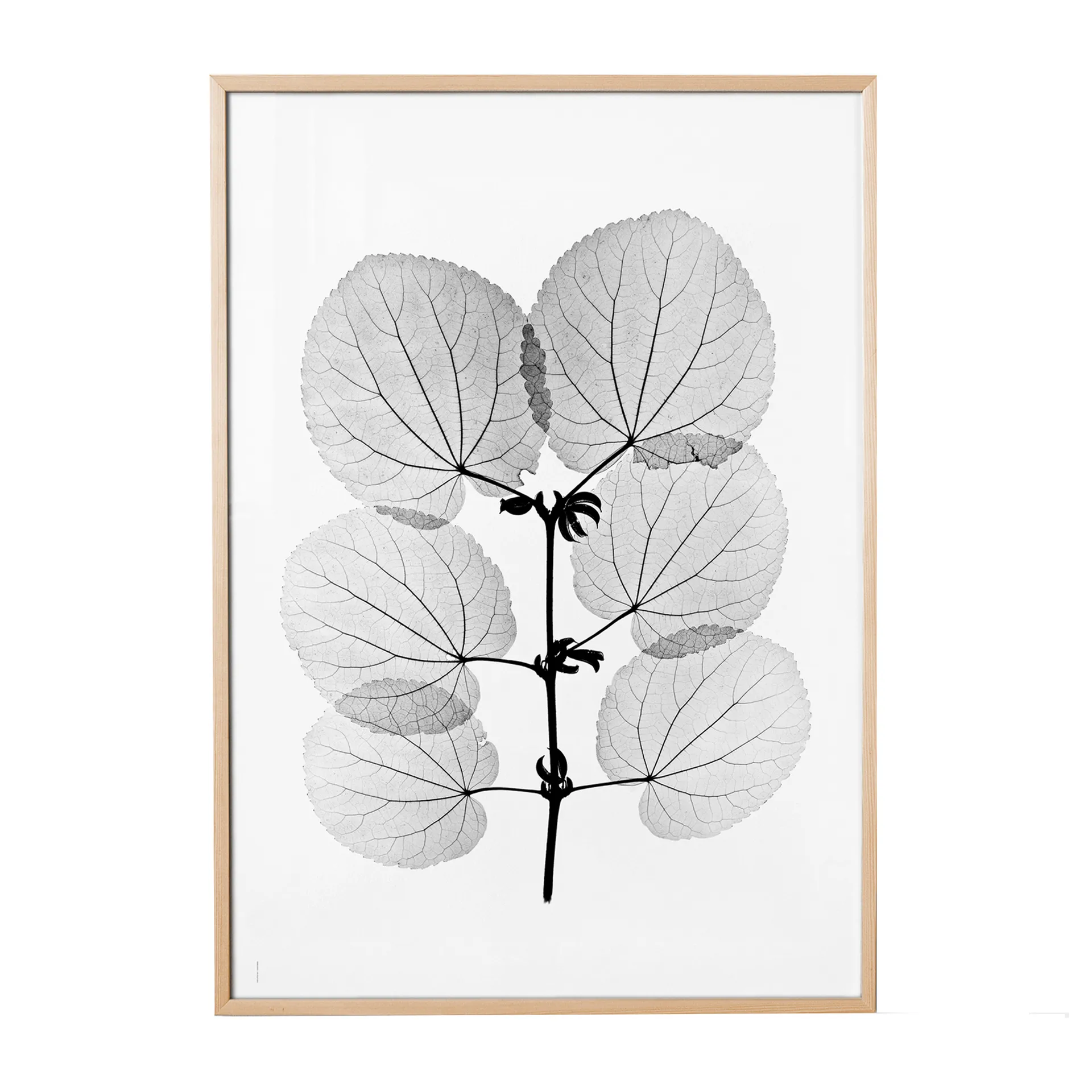 Katsura juliste, 70 x 100 cm Fine Little Day