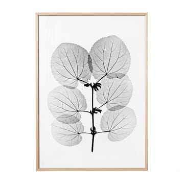Katsura juliste - 70 x 100 cm - Fine Little Day