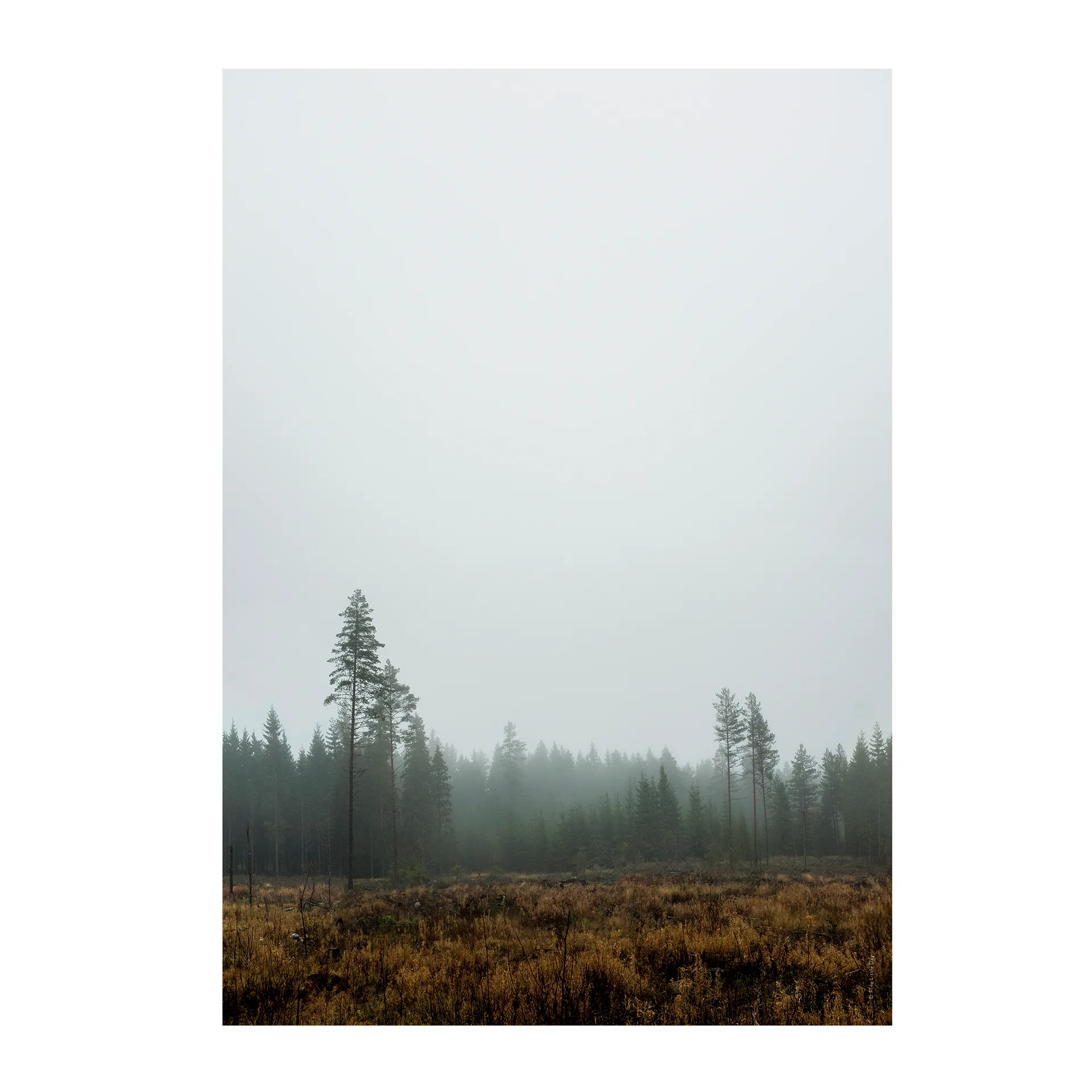 Skog-juliste, 70 x 100 cm Fine Little Day