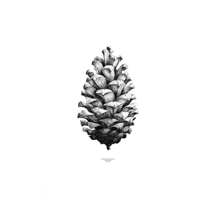 1:1 Pine Cone juliste - valkoinen, 50x70 cm - Paper Collective