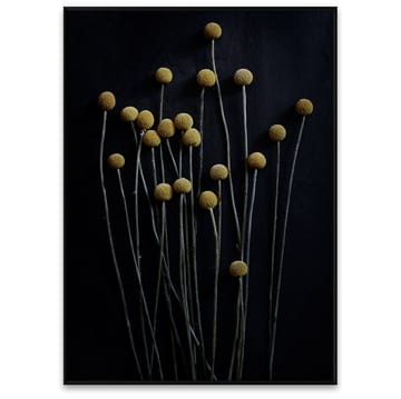 Still Life 01 Yellow Drumsticks juliste - 50x70 cm - Paper Collective