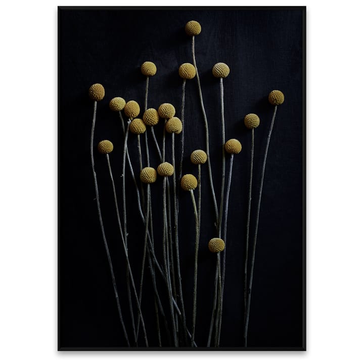 Still Life 01 Yellow Drumsticks juliste, 50x70 cm Paper Collective